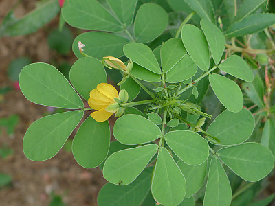 결명자 사진 - Senna tora (L.) Roxb. Photos