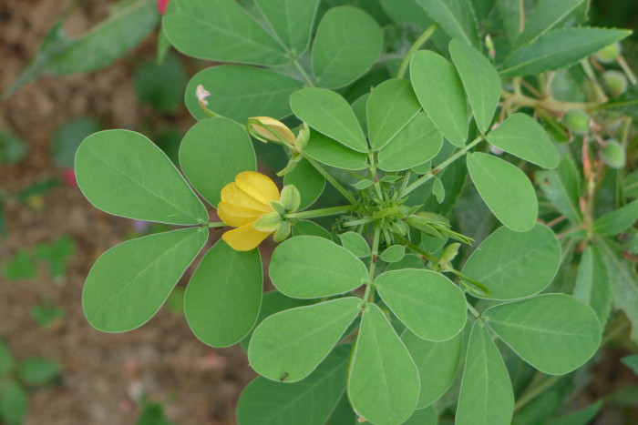 결명자 - Senna obtusifolia, Senna tora (L.) Roxb.
