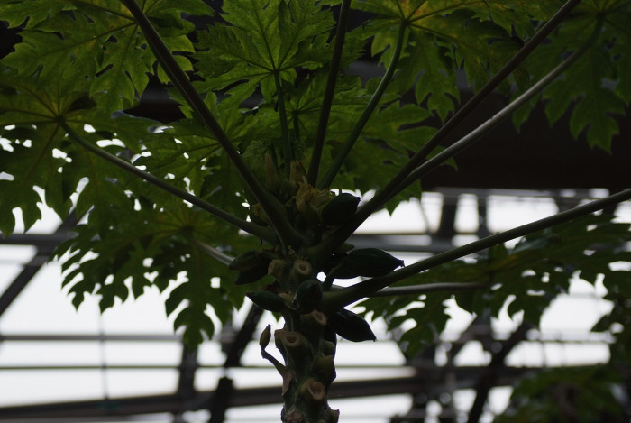 파파야 - Papaya, Carica papaya