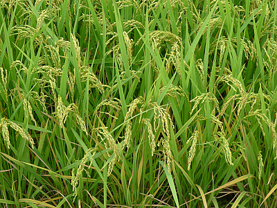 벼 사진 - Oryza sativa L. var. sativa Photos