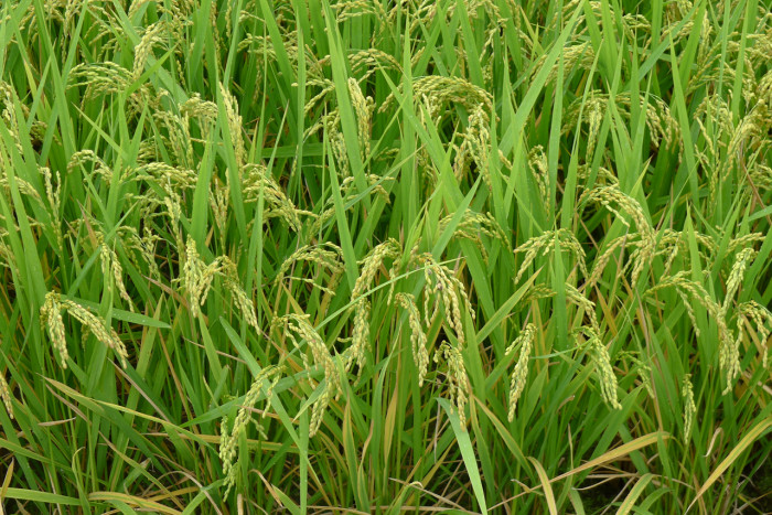 벼 - Oryza sativa L. var. sativa