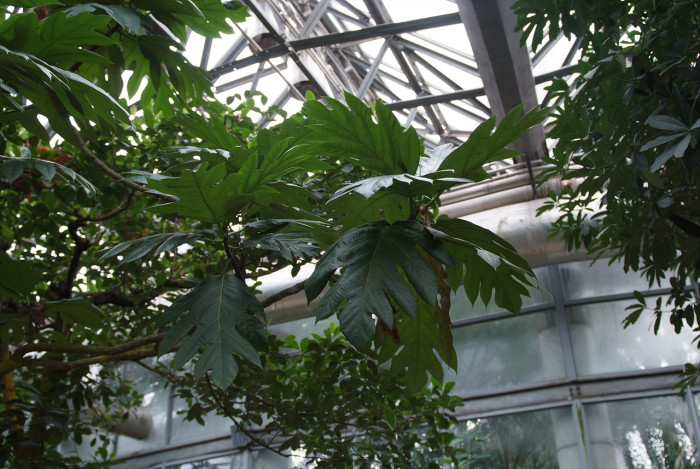 빵나무 - Bread fruit, Bread fruit tree, Artocarpus altilis Fosb.