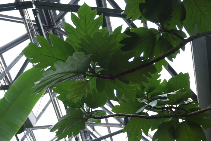 빵나무 - Bread fruit, Bread fruit tree, Artocarpus altilis Fosb.