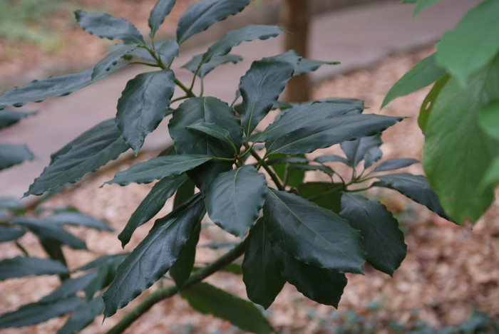 단황과 - Egg-fruit, Ti-es, Lucuma nervosa A. DC.