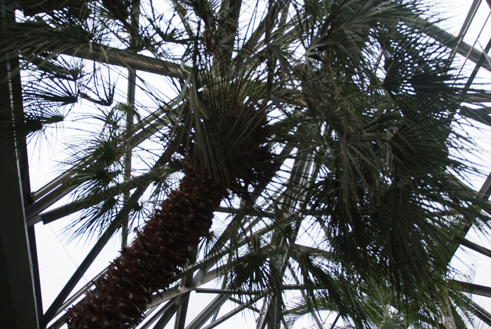 자매로프스야자 - Hair palm, Dwarf Fan Palm, Chamaerops humilis L.