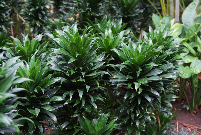 드라세나 콤팩타 - calypso queen, dwarf bouquet, dracaena compacta, Dracaena deremensis N.E. Br. Var. compacta Hort.