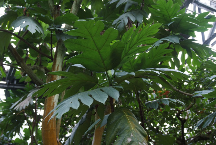 빵나무 - Bread fruit, Bread fruit tree, Artocarpus altilis Fosb.