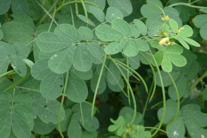 결명자 - Senna obtusifolia, Senna tora (L.) Roxb.