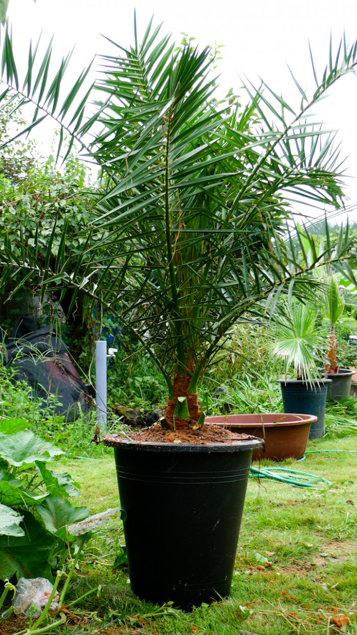뷰티아야자 - Jelly palm, Butia odorata (Barb.Rodr.) Noblick