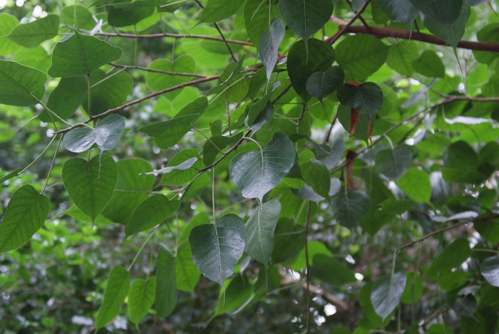 보리수고무나무 - Botree, Peepul tree, Pipaltree, Ficus religiosa L.