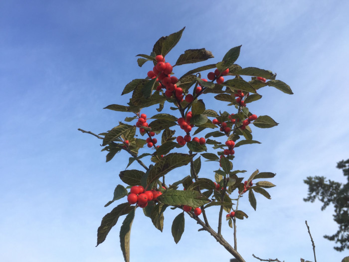 팥배나무 - Korean mountain ash, Sorbus alnifolia (Siebold & Zucc.) K.Koch