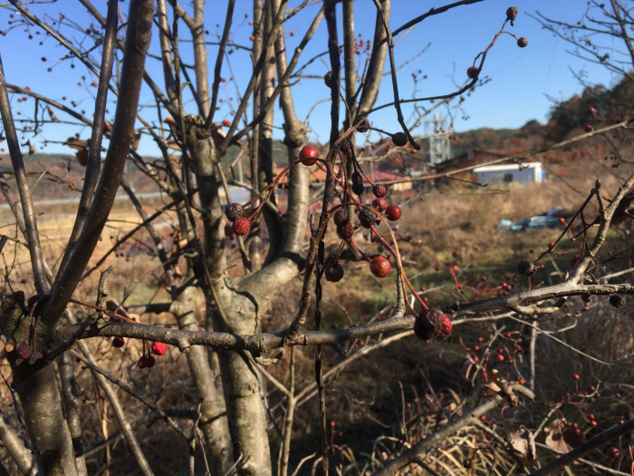 팥배나무 - Korean mountain ash, Sorbus alnifolia (Siebold & Zucc.) K.Koch