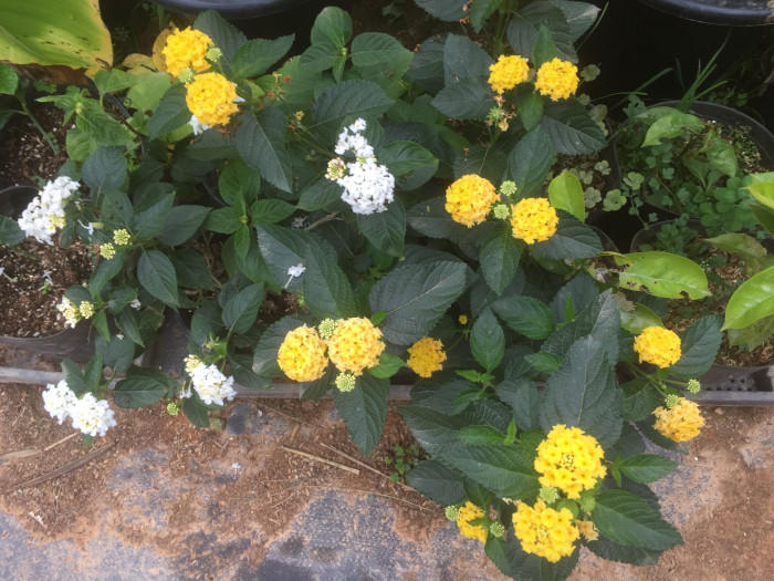 란타나 - Spanish Flag, West Indian Lantana, Lantana camara