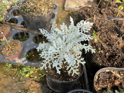 백묘국 사진 - Jacobaea maritima Photos