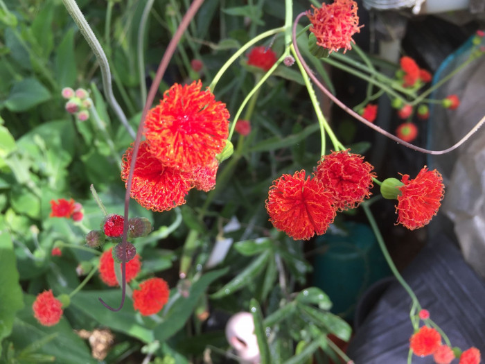 테슬플라워 - Tassel Flower, Emilia coccinea
