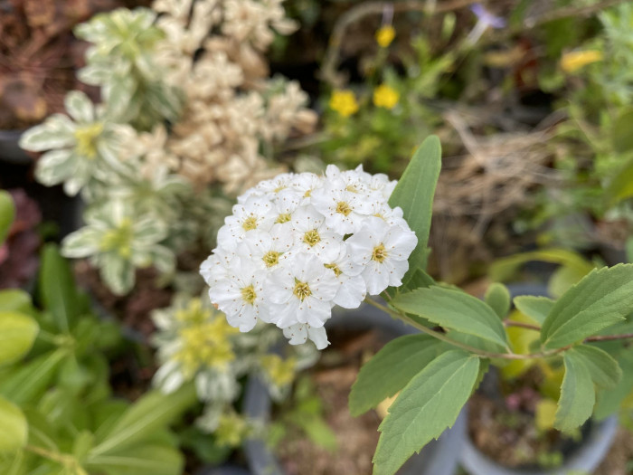 공조팝나무 - Spiraea cantoniensis Lour.