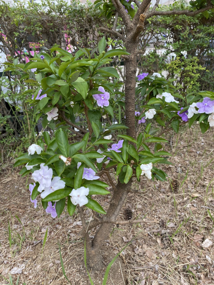 브룬펠시아 - Marning-Moon and night, Brunfelsia pauciflora