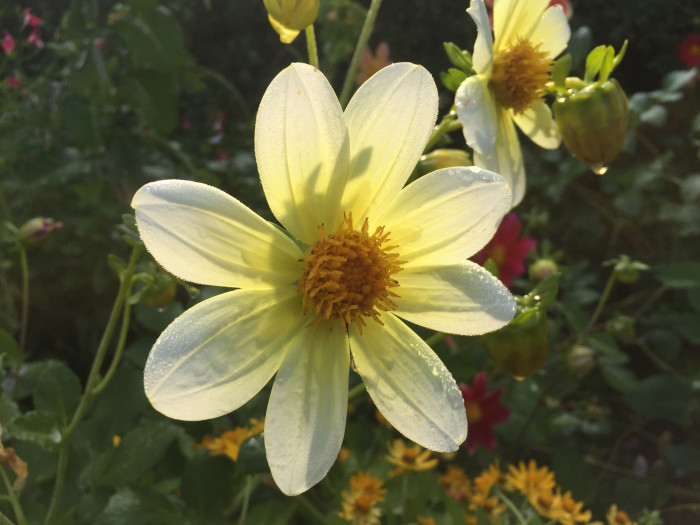 다알리아 - YELLOw BAIRD, Dahlia pinnata Cav.