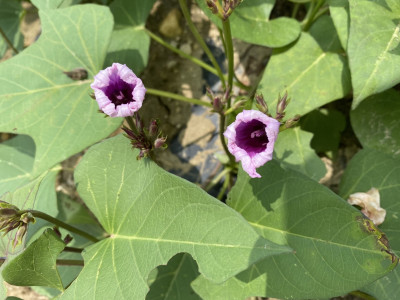 고구마 사진 - Ipomoea batatas (L.) Lam. Photos