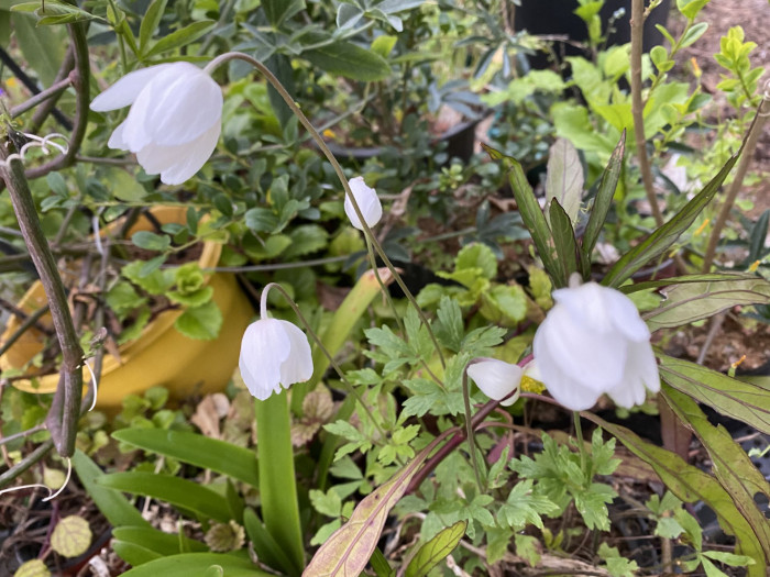 바람꽃 - Anemone narcissiflora