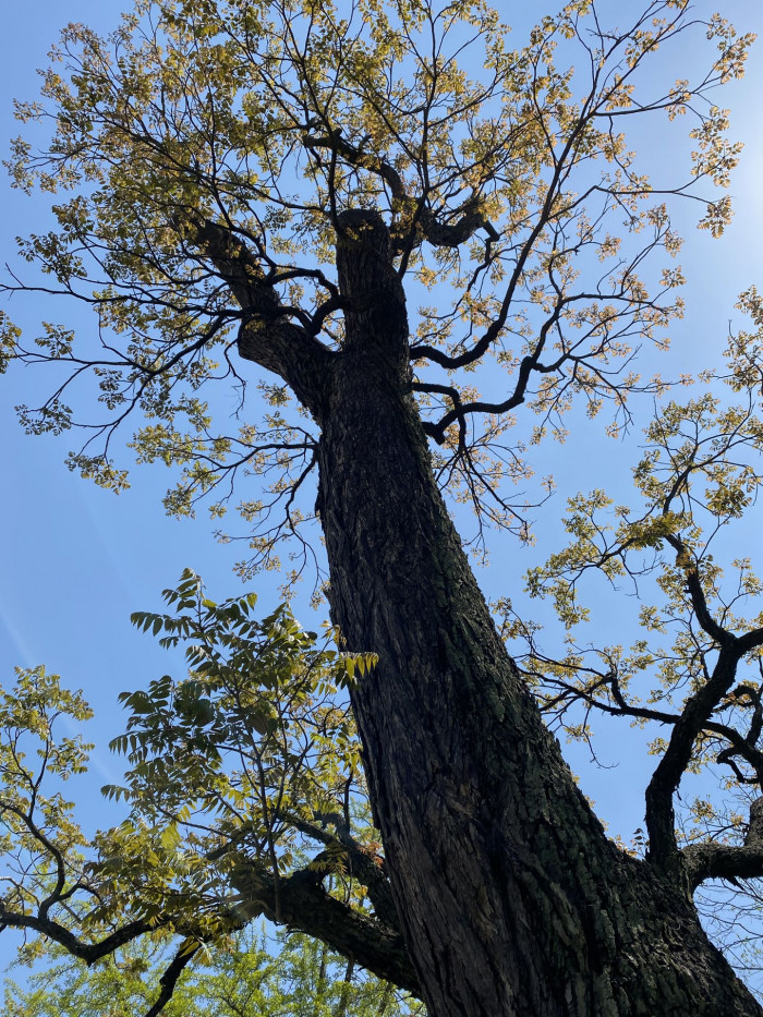 참죽나무 - Chinese Toon, Chinese Mahogany, Cedrela sinensis Juss.