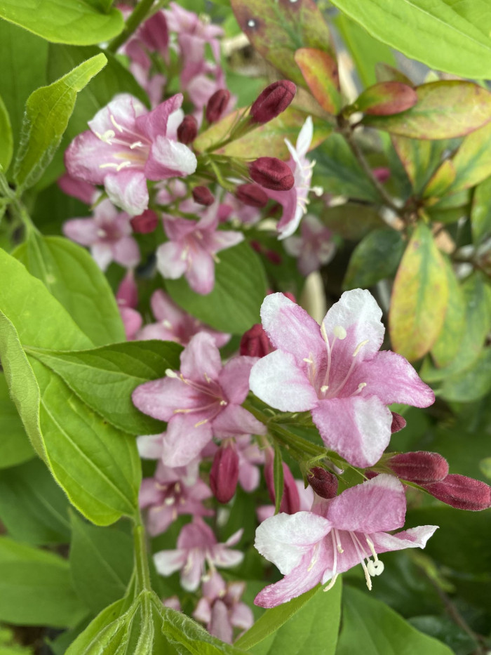 병꽃나무 - Weigela subsessilis