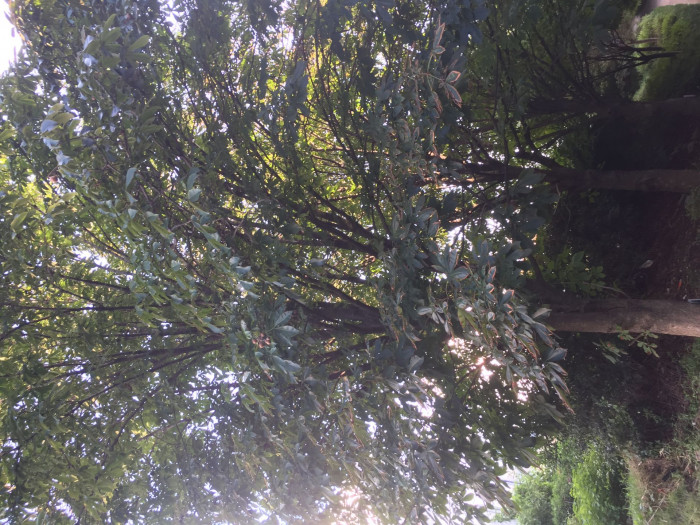 칠엽수 - -, Aesculus turbinata Blume