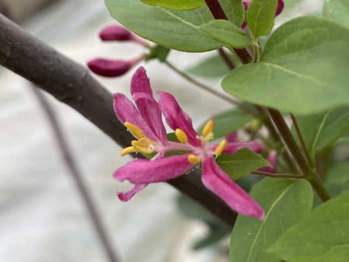 홍괴불나무 - Lonicera sachalinensis (F.Schmidt) Nakai