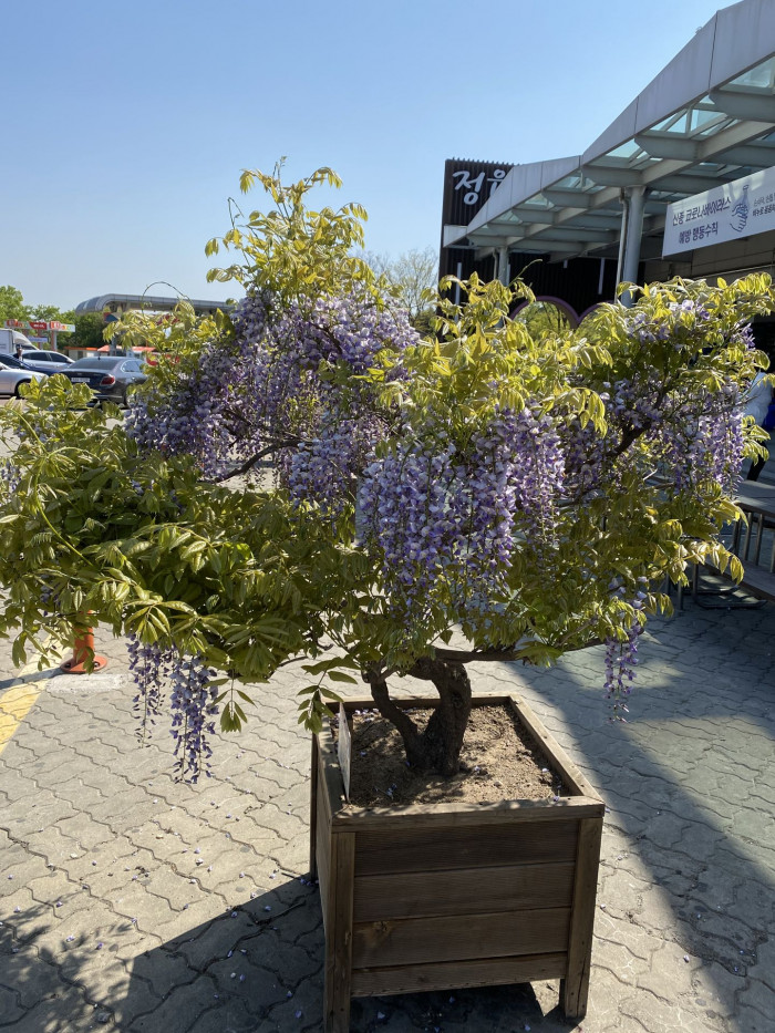 등나무 - Japanese Wisteria, Wisteria floribunda (Willd.) DC. for. floribunda