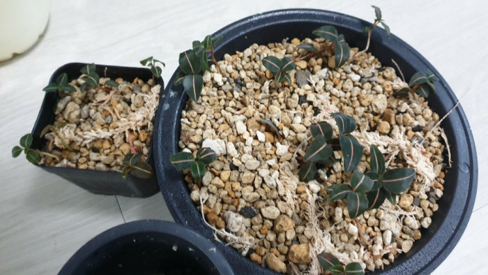 털사철란 - Goodyera velutina Maxim. ex Regel
