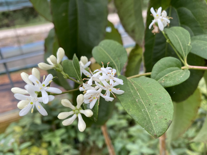 칠자화 - Seven Son Flower, Heptacodium miconioides