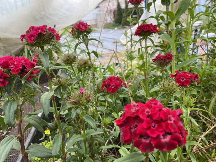 패랭이꽃 - Dianthus chinensis L. var. chinensis, Dianthus chinensis L. var. chinensis