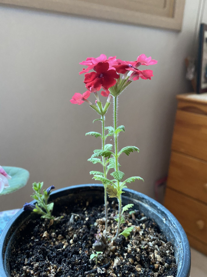 버베나 - Verbena, Garden verbena, Verbena hybrida