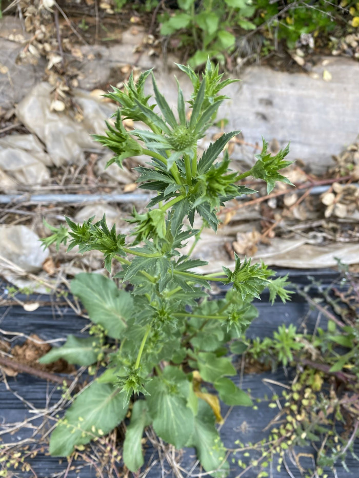 에린지움 - Flat Sea Holly, blue eryngo, Eryngium planum