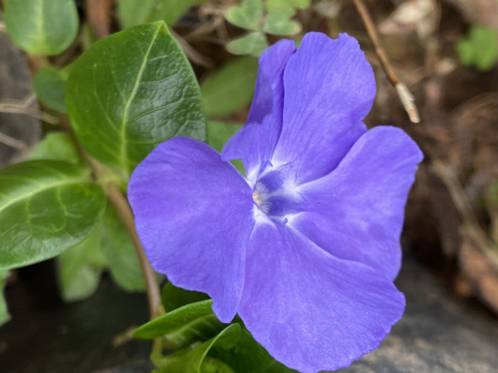 빈카 - bigleaf periwinkle, large periwinkle, greater periwinkle, blue periwinkle, Vinca major L.
