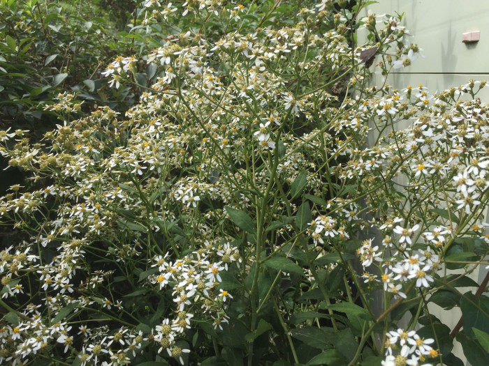참취 - Aster scaber Thunb.