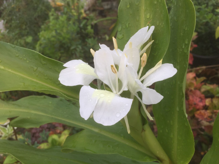 꽃생강 - Ginger lily, Hedychium coronarium J.Konig