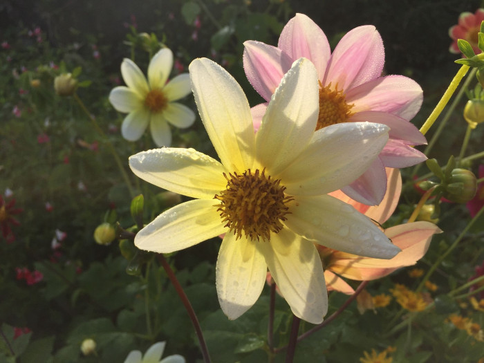 다알리아 - YELLOw BAIRD, Dahlia pinnata Cav.