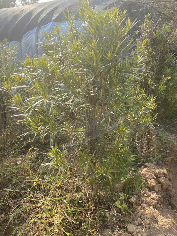 나한송 - Podocarpus macrophyllus (Thunb.) D.Don