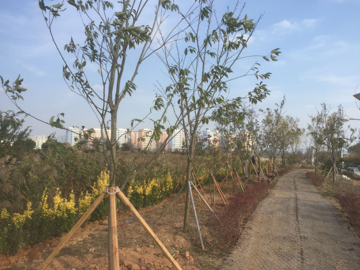 가시나무 - ㅕ뎌뎌뎌뎌뎌뎌ㅕ뎌ㅕ뎓뎌ㅕ뎌ㅕㄷ뎌ㅕ뎓, Quercus myrsinaefolia Blume