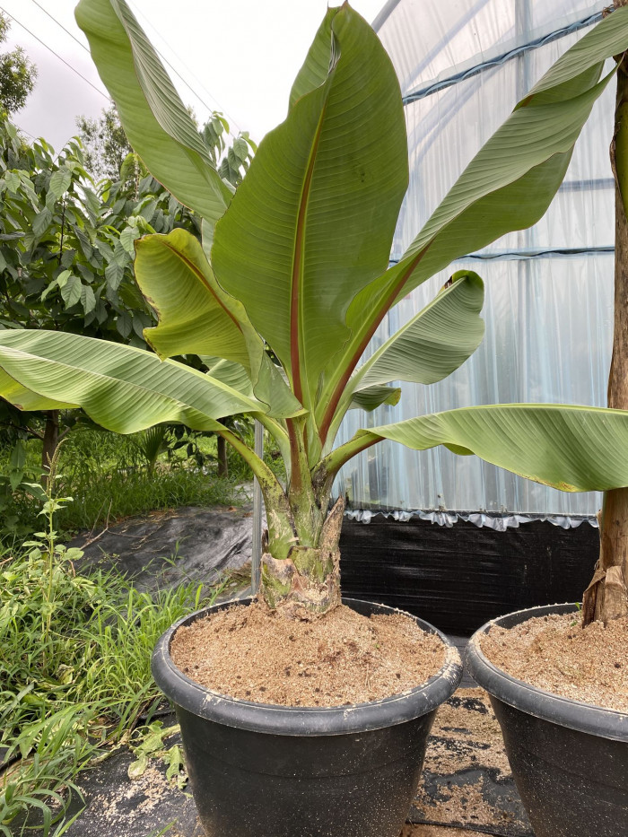 나무바나나 - False Banana,Ethiopian Banana, Ensete ventricosum