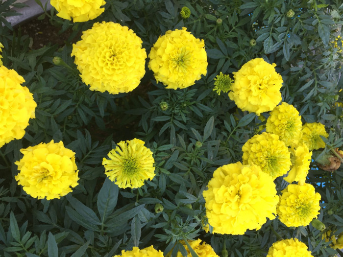만수국 - Mari gold, Tagetes patula L.