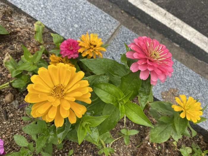백일홍 - Zinnia, Zinnia elegans