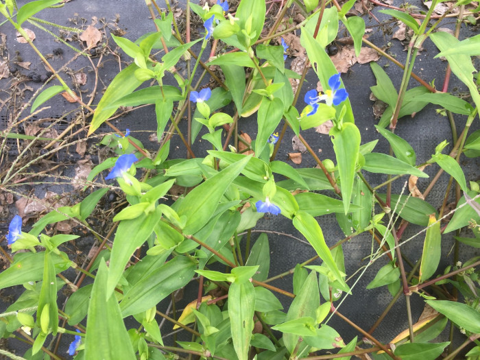 닭의장풀  - Commelina communis L