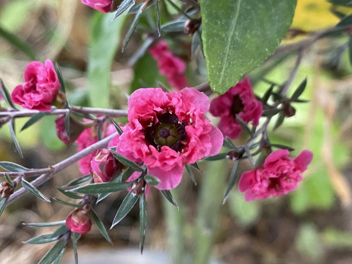 호주매화 - manuka, manuka myrtle, Tea tree, Leptospermum scoparium