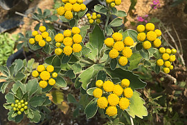 갯국화 - Dendranthema pacificum (Nakai) Kitam.