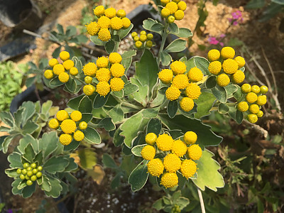 갯국화 사진 - Dendranthema pacificum (Nakai) Kitam. Photos