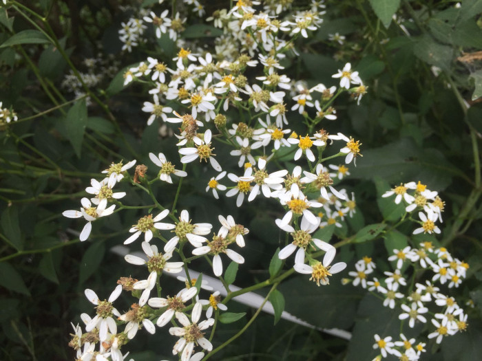 참취 - Aster scaber Thunb.