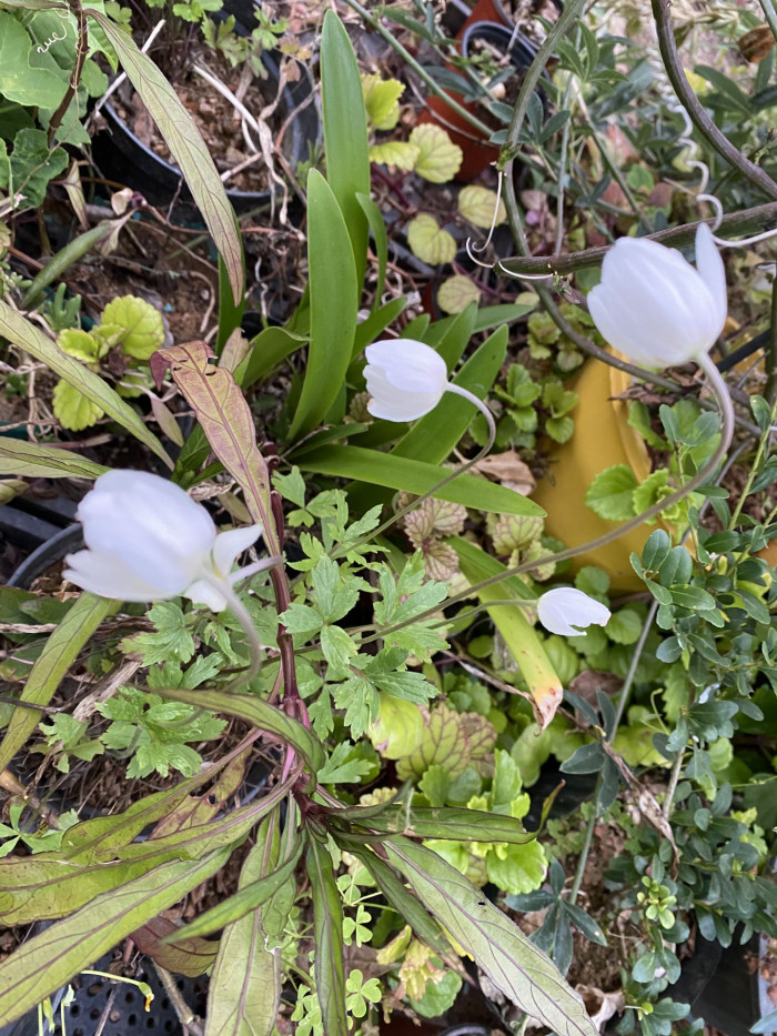 바람꽃 - Anemone narcissiflora