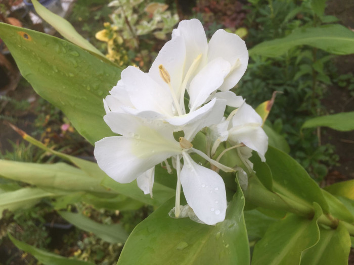 꽃생강 - Ginger lily, Hedychium coronarium J.Konig